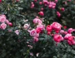Čím postriekať ruže v druhej polovici apríla. Tajomstvo záhrady snov
